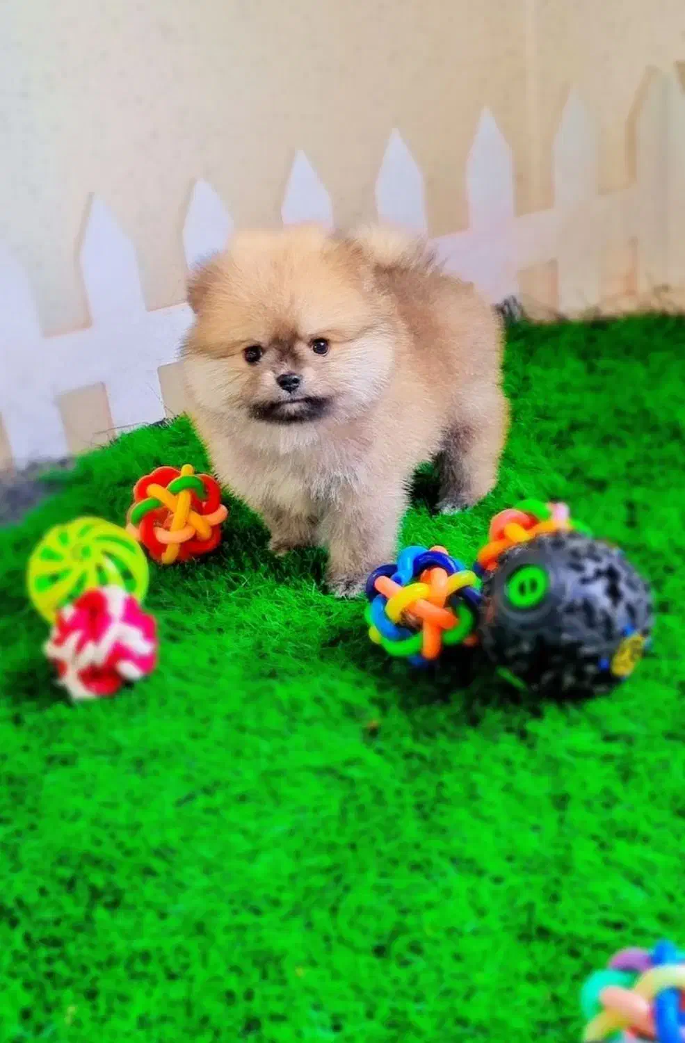 پامرانین عروسکی|سگ|اصفهان, فرهنگیان|دیوار