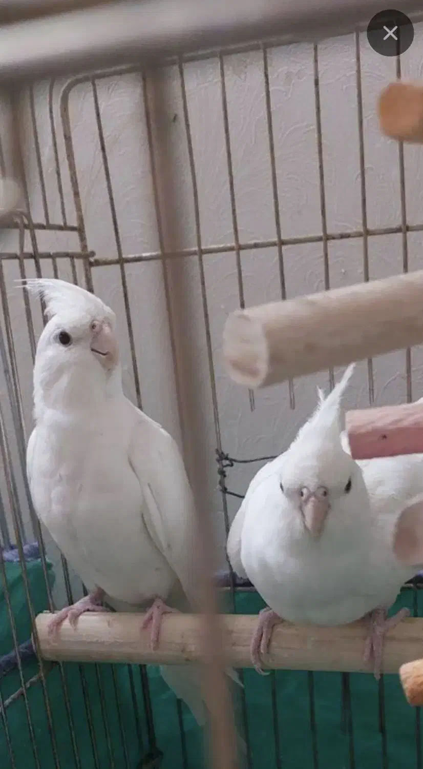 عروس هلندی البینو|پرنده|قم, شهر قائم|دیوار