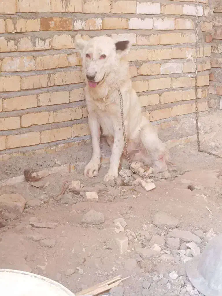 سگ گله ای|سگ|بادرود, |دیوار