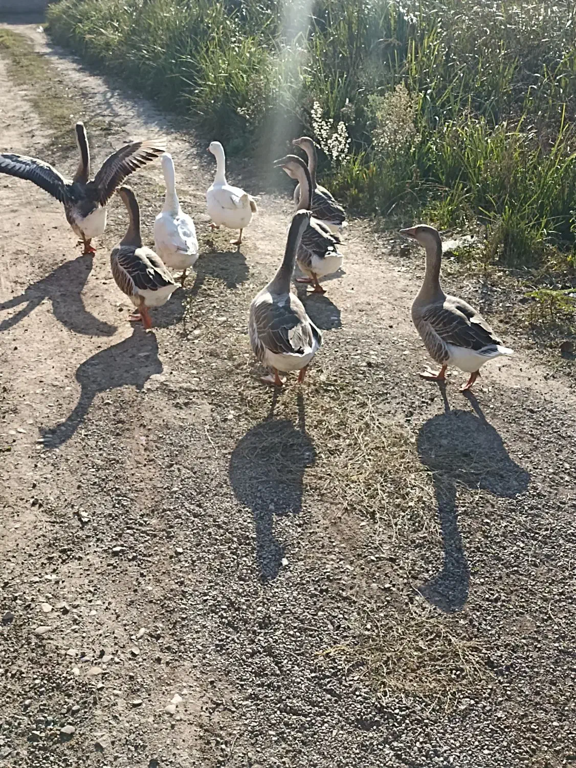 قوغاز و غاز محلی|حیوانات مزرعه|رشت, شهرک صنعتی|دیوار