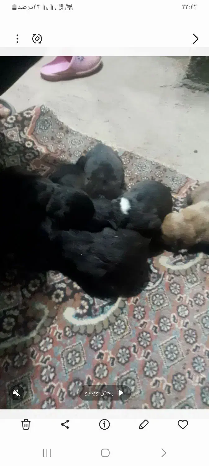 توله های نرماده بازمانت|سگ|سراب, |دیوار