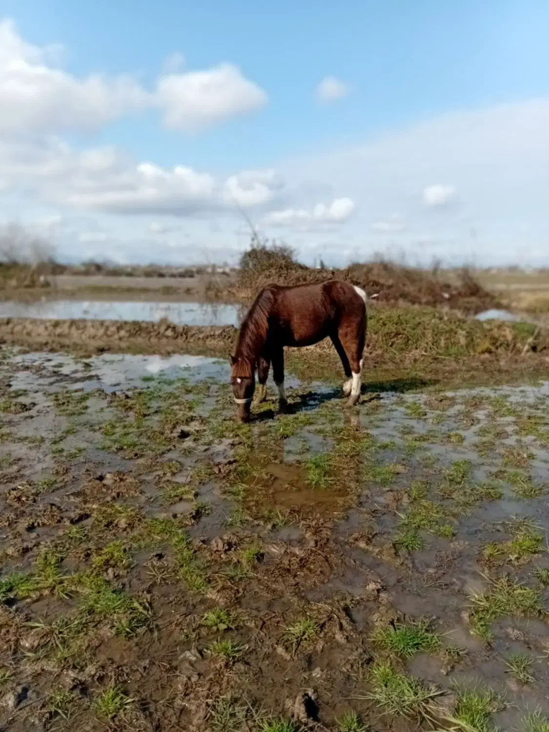 اسب سر حال تیز پا سواری عالی رامه رام|اسب و تجهیزات اسبسواری|تولم شهر, |دیوار