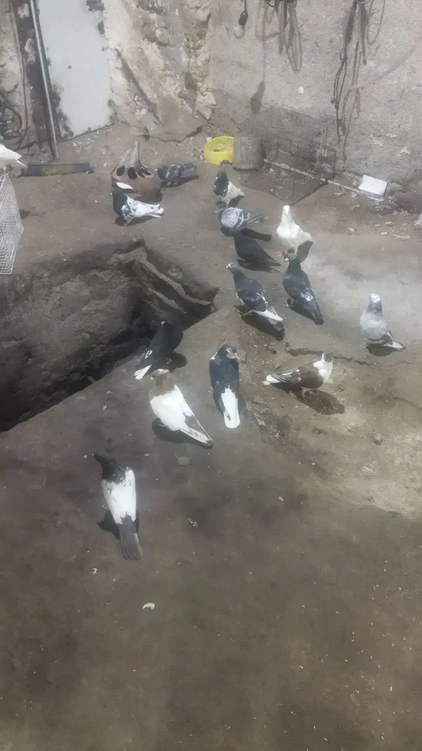 دم سفید ۲۰۰ کفتر|پرنده|مشهد, امیرآباد|دیوار