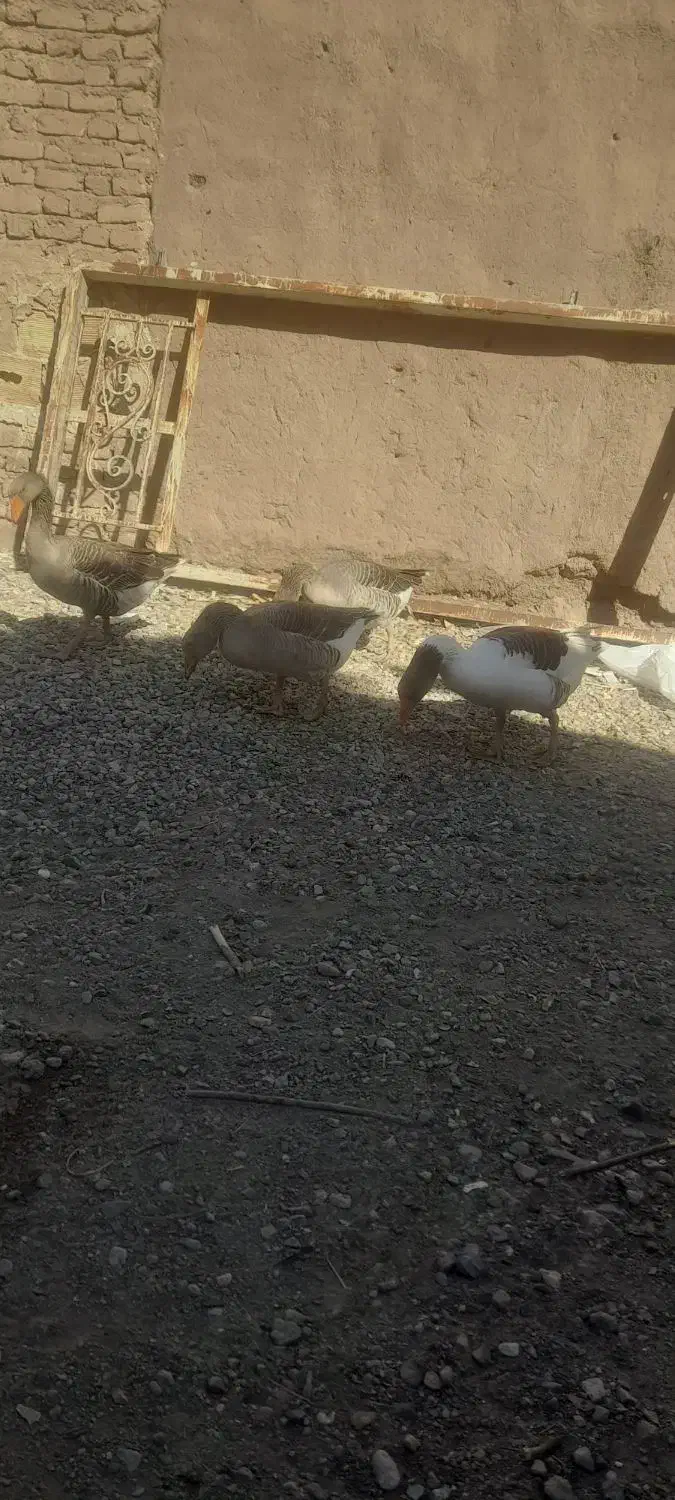 غاز بالغ|حیوانات مزرعه|گنبکی, |دیوار