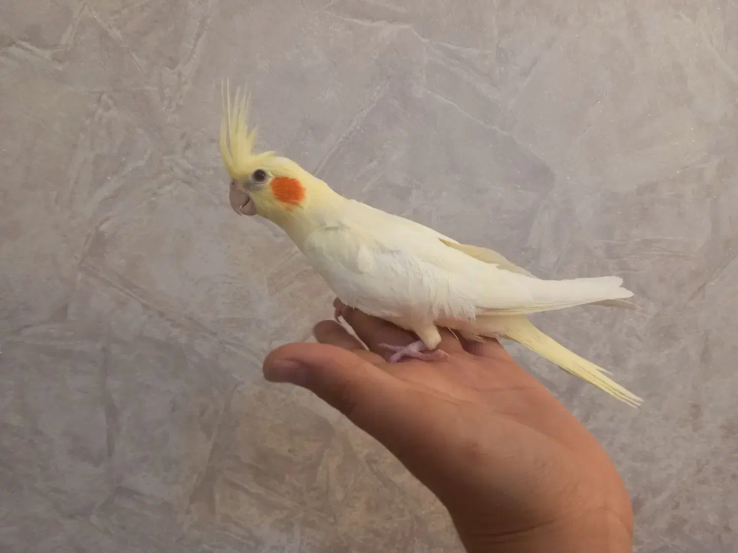 عروس هلندی نر ۳ ماهه|پرنده|فردیس, داوری|دیوار