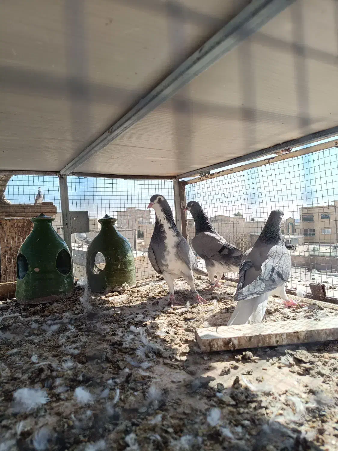 خرقه|پرنده|شاهینشهر, نبوت|دیوار