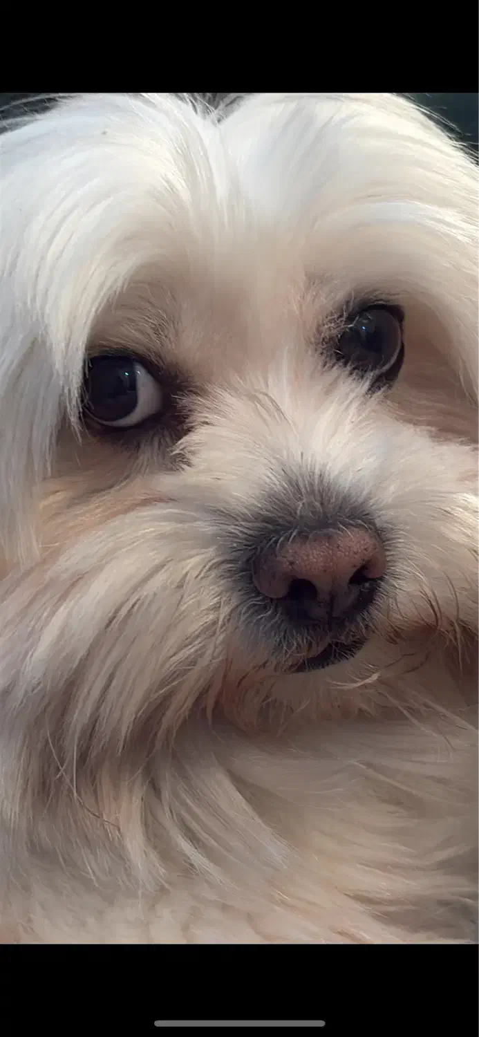 سگ خانگی|سگ|تهران, آسمان|دیوار