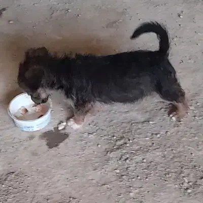 پاکوتا اشپیتزو|سگ|گنبد کاووس, |دیوار