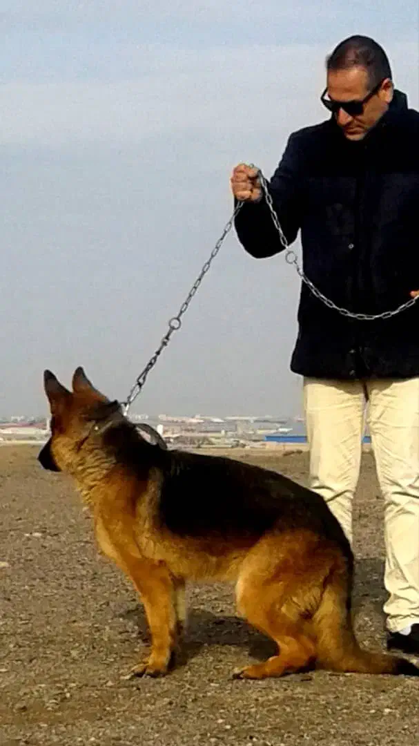 ۴ قلاده ژرمن شپرد ماده شکم پر ، فیلم جفت گیری|سگ|کرج, فاز ۱ مهرشهر|دیوار