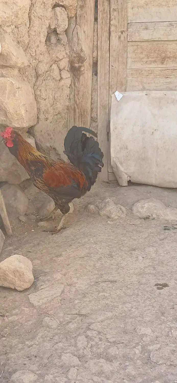 خروس گلین لری|حیوانات مزرعه|قم, علی آباد سعدگان|دیوار