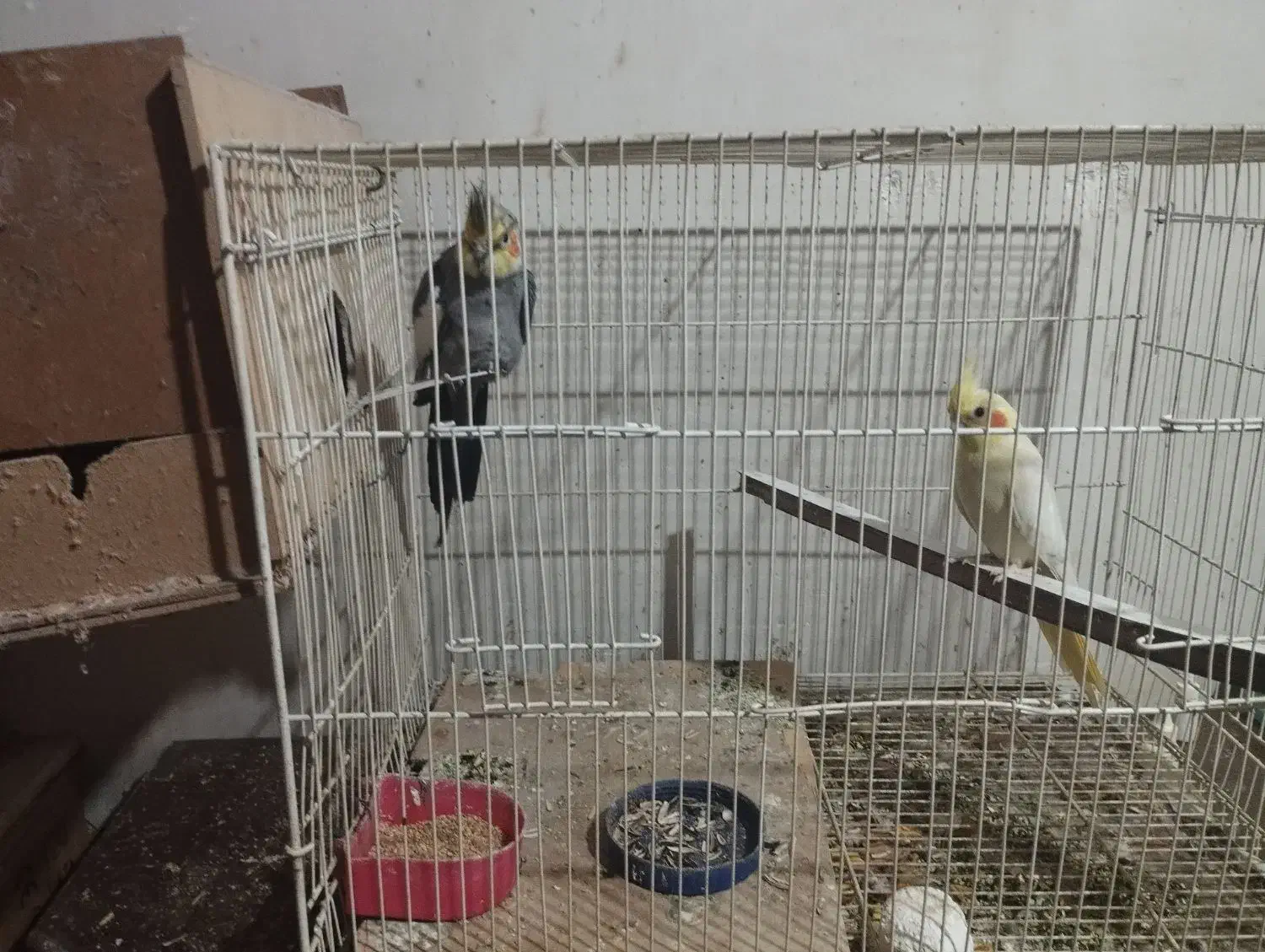 عروس هلندی یک جفت لتیونو واهویی1400000|پرنده|گرگان, |دیوار