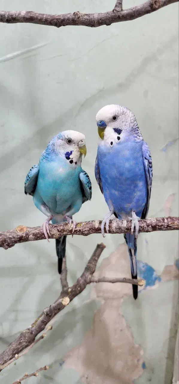 واگذاری مرغ عشق|حیوانات|سنندج, |دیوار