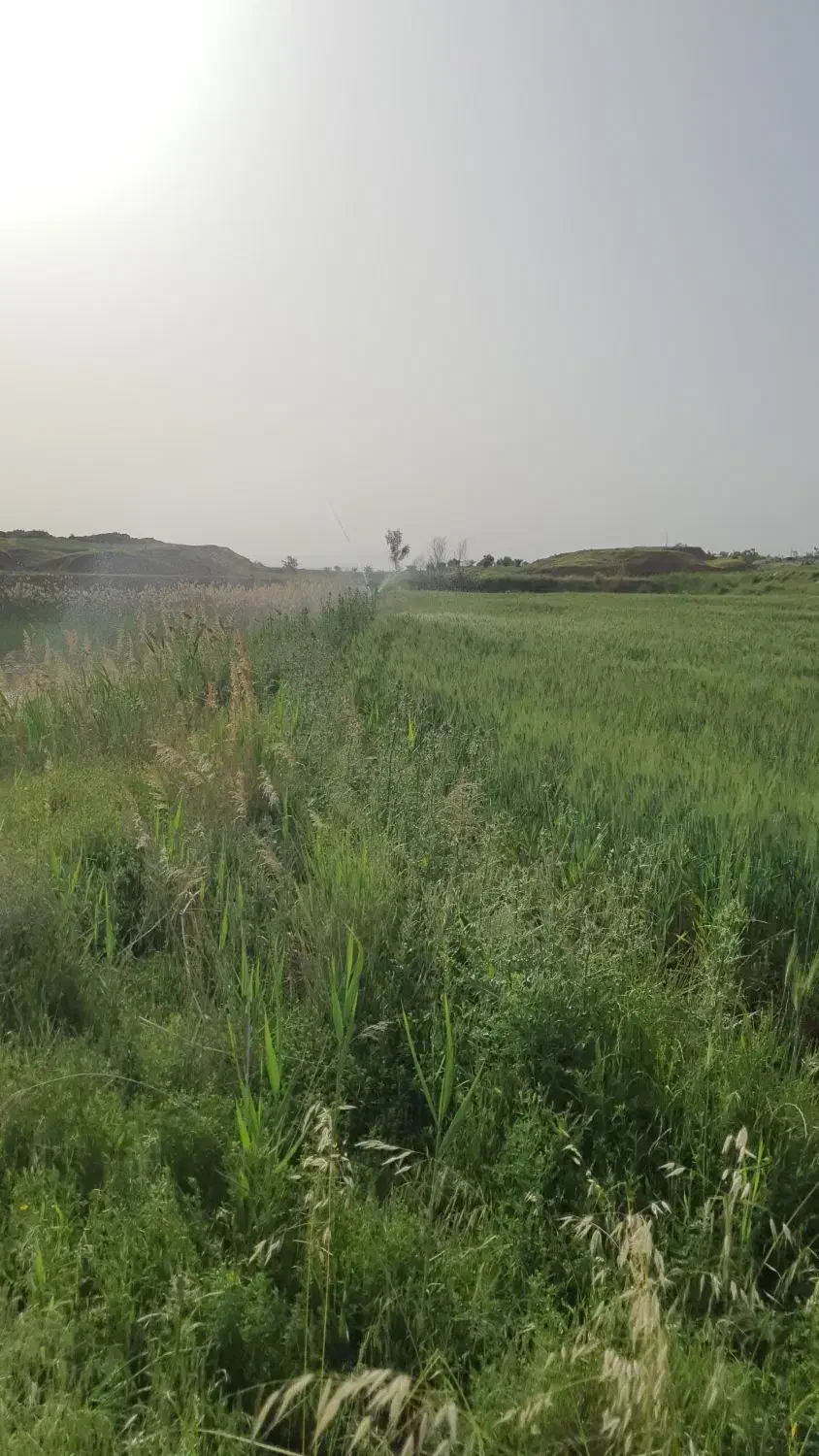 زمین اجاره ای جهت سیب زمینی و چغندر|اجارهٔ دفتر صنعتی، کشاورزی، تجاری|قصرشیرین, |دیوار
