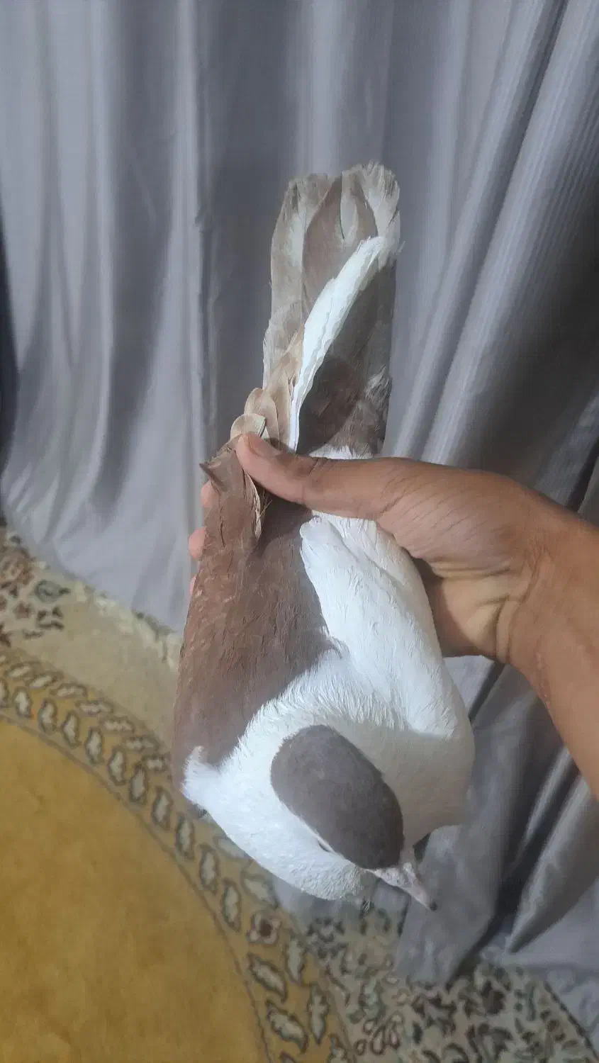 کفتر چپ|پرنده|سراوان, |دیوار