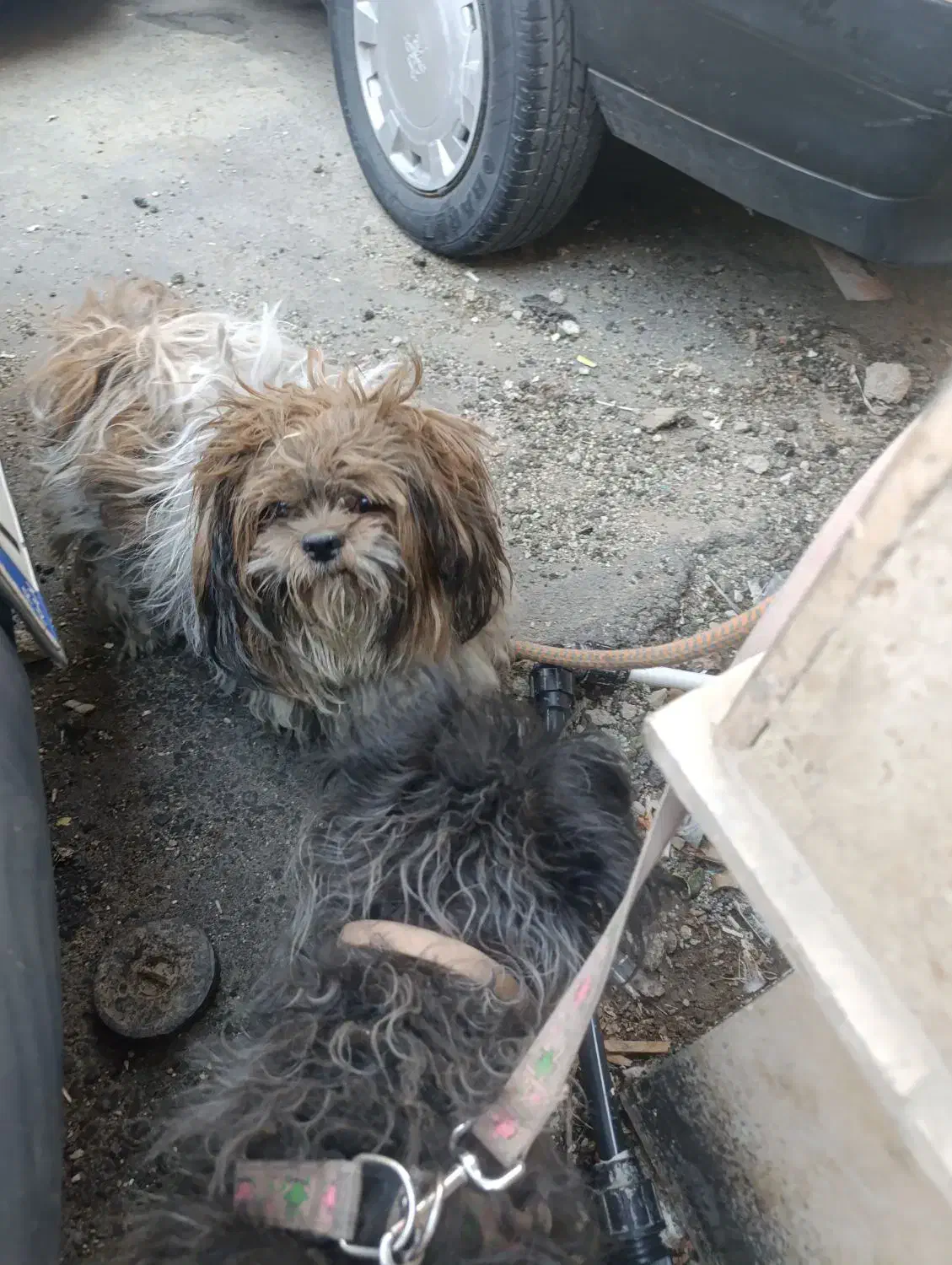 سگ پاکوتاه.   بلدرچین  110|سگ|جاجرود, |دیوار