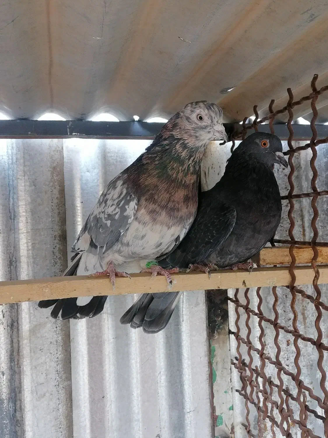 کفتر|پرنده|تهران, بلورسازی|دیوار