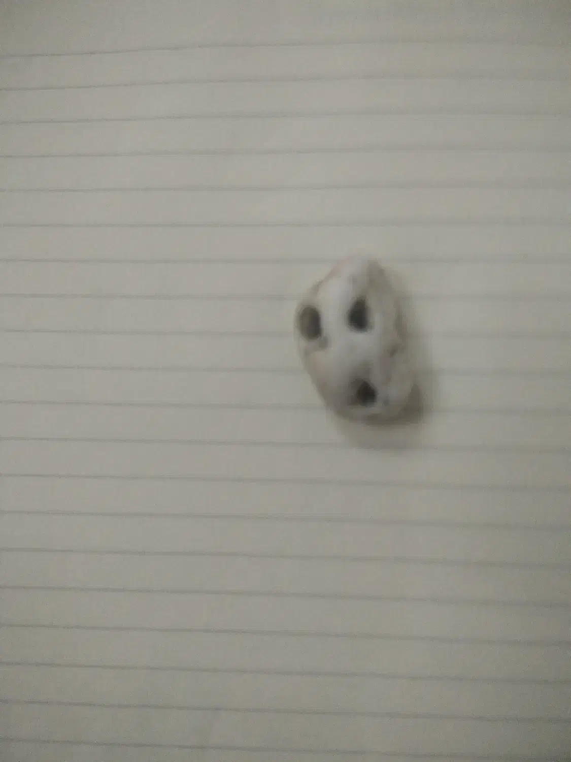 مهره گبری|کلکسیون اشیاء عتیقه|کیش, |دیوار