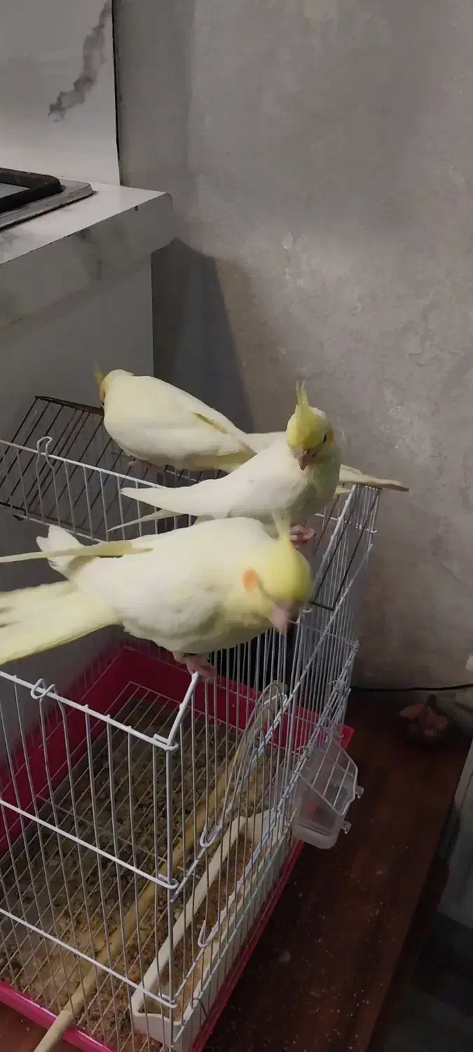 عروس هلندی|پرنده|آبیک, |دیوار