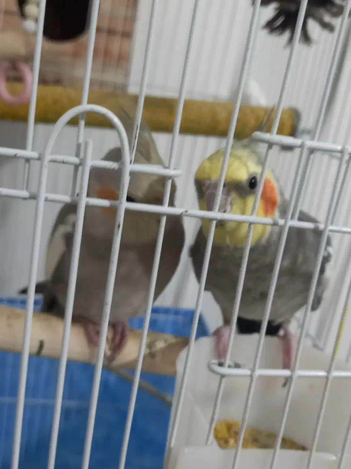 عروس هلندی دو عدد با دوتا قفس دو میلیون میلیون|پرنده|کرج, حصارک پایین|دیوار