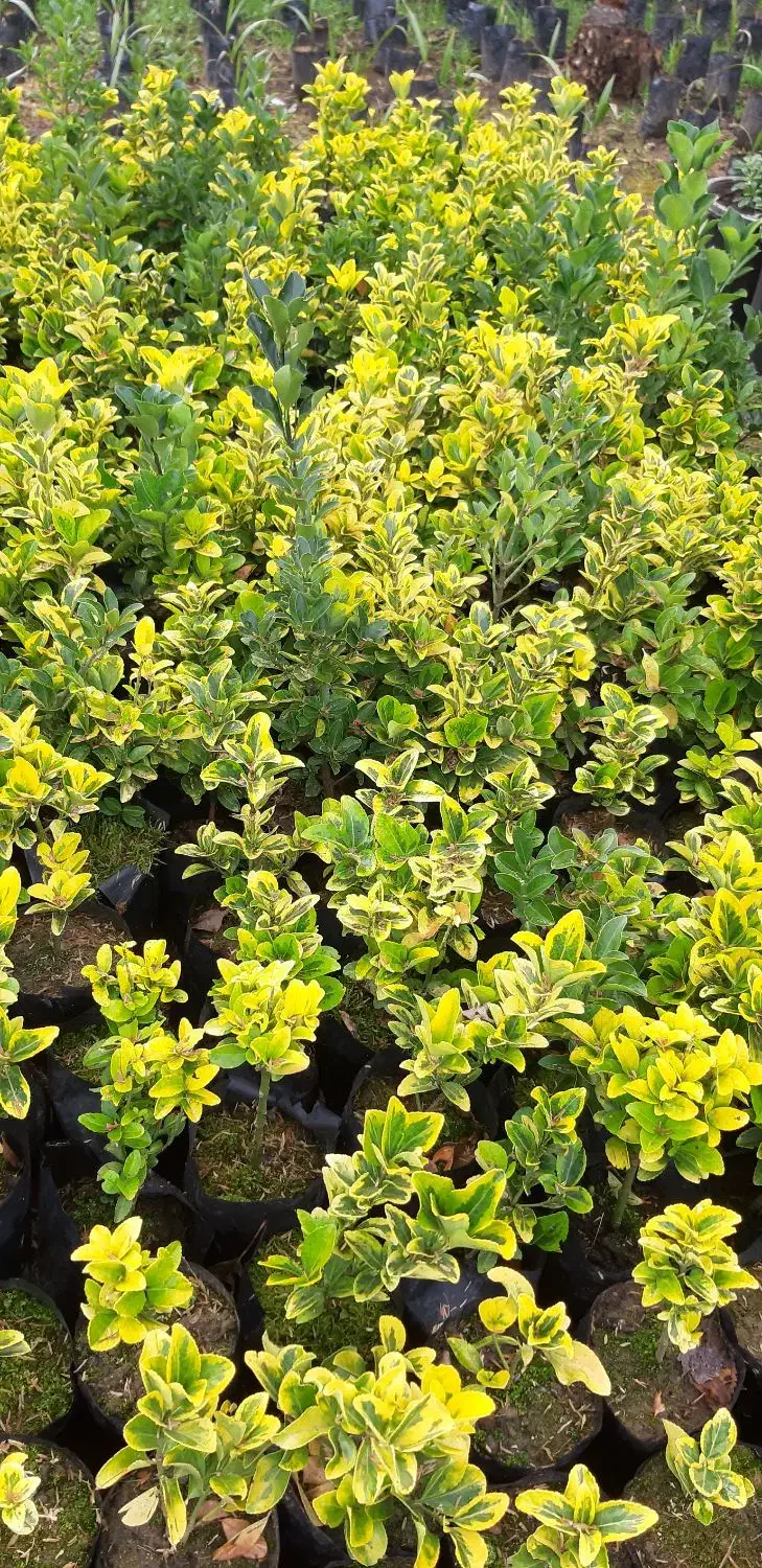 شمشاد|گل و گیاه طبیعی|رانکوه, |دیوار