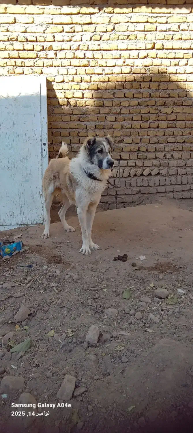 توله ۹ماهه|سگ|تربتحیدریه, پائین ولایت|دیوار