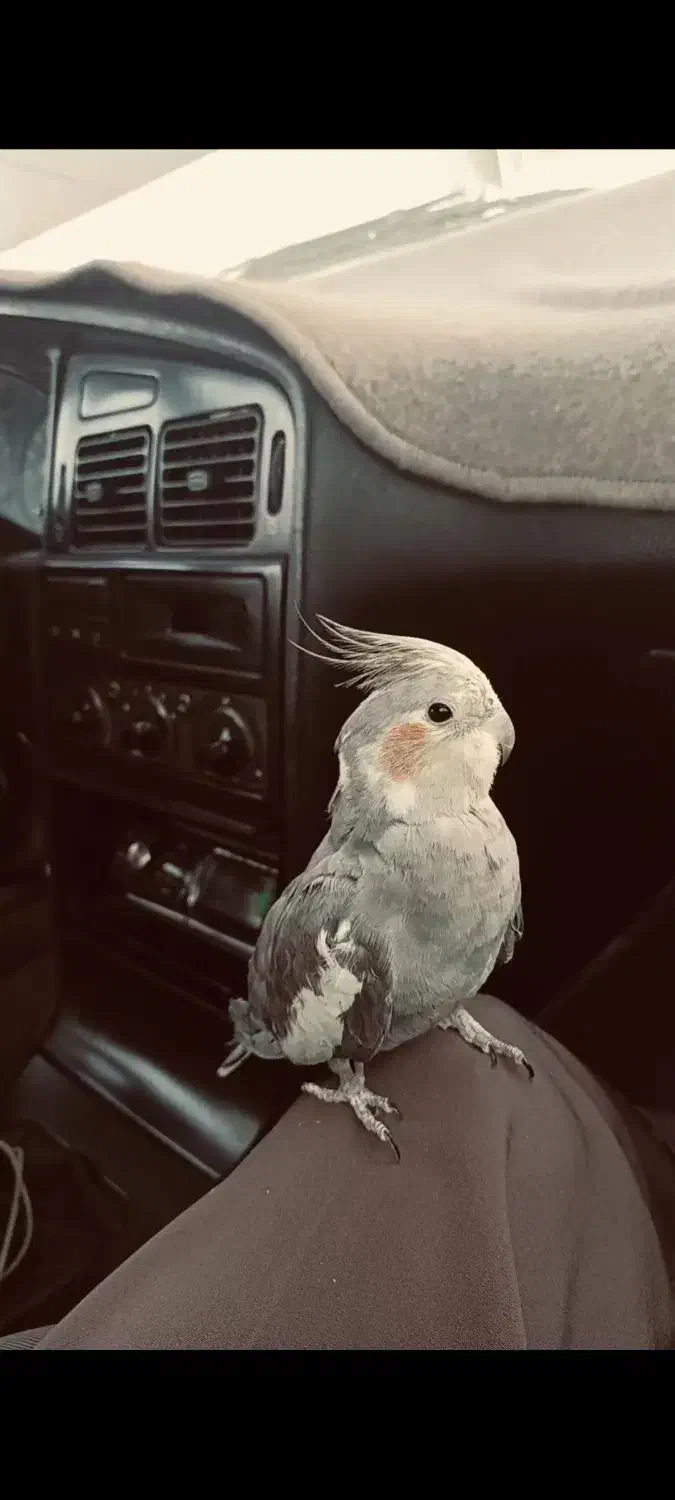 عروس هلندی نر|پرنده|آبدانان, |دیوار