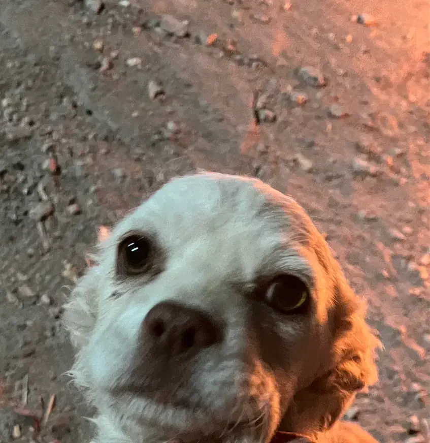 سگ پاپی|سگ|ساوه, |دیوار