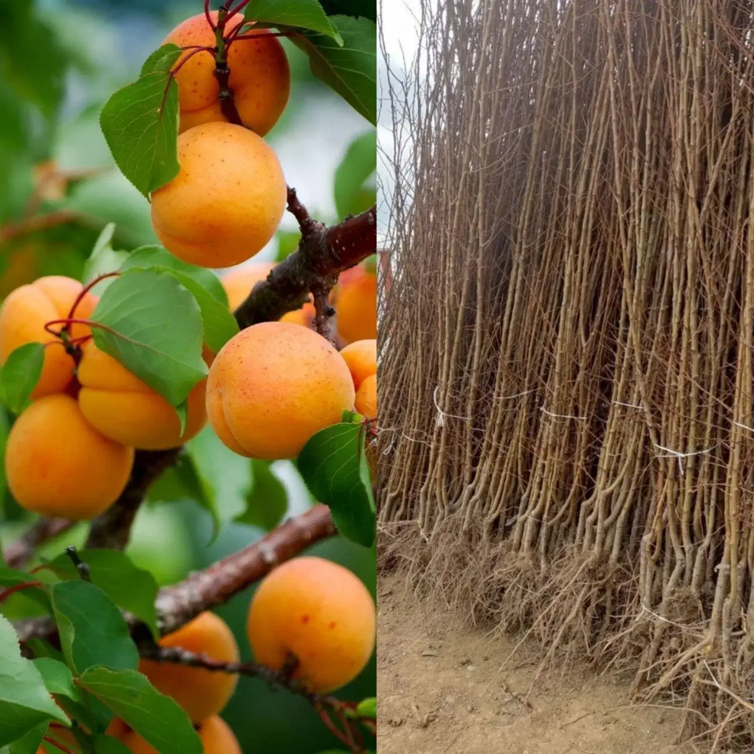خدمات نهال|گل و گیاه طبیعی|شیراز, باغ تخت|دیوار