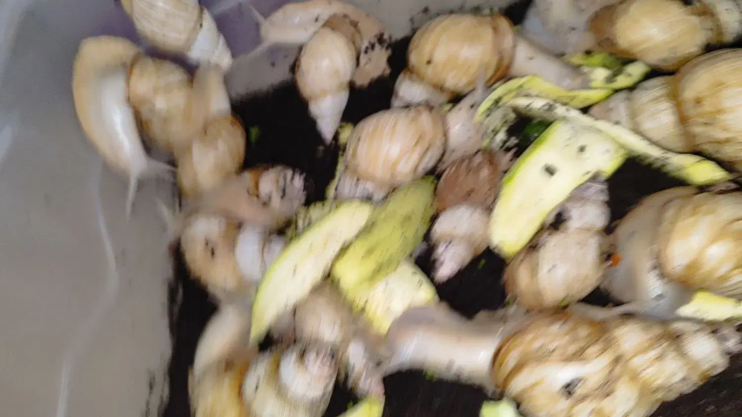 حلزون مولد|خزنده|اراک, |دیوار