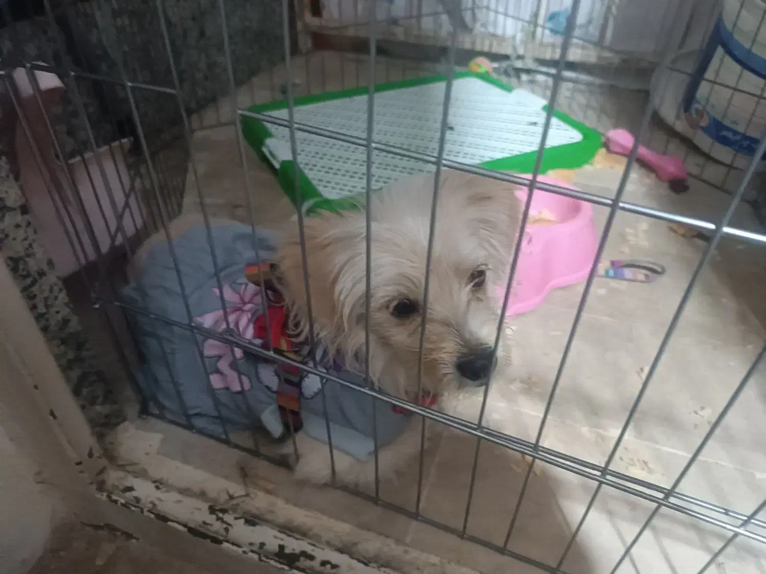 سگ اشپیتز بازیگوش|سگ|قزوین, |دیوار