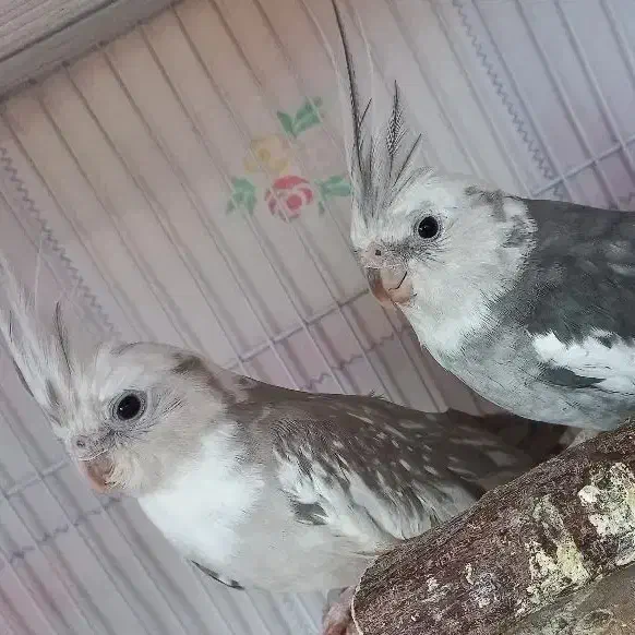 جفت عروس هلندی|پرنده|گرمسار, |دیوار