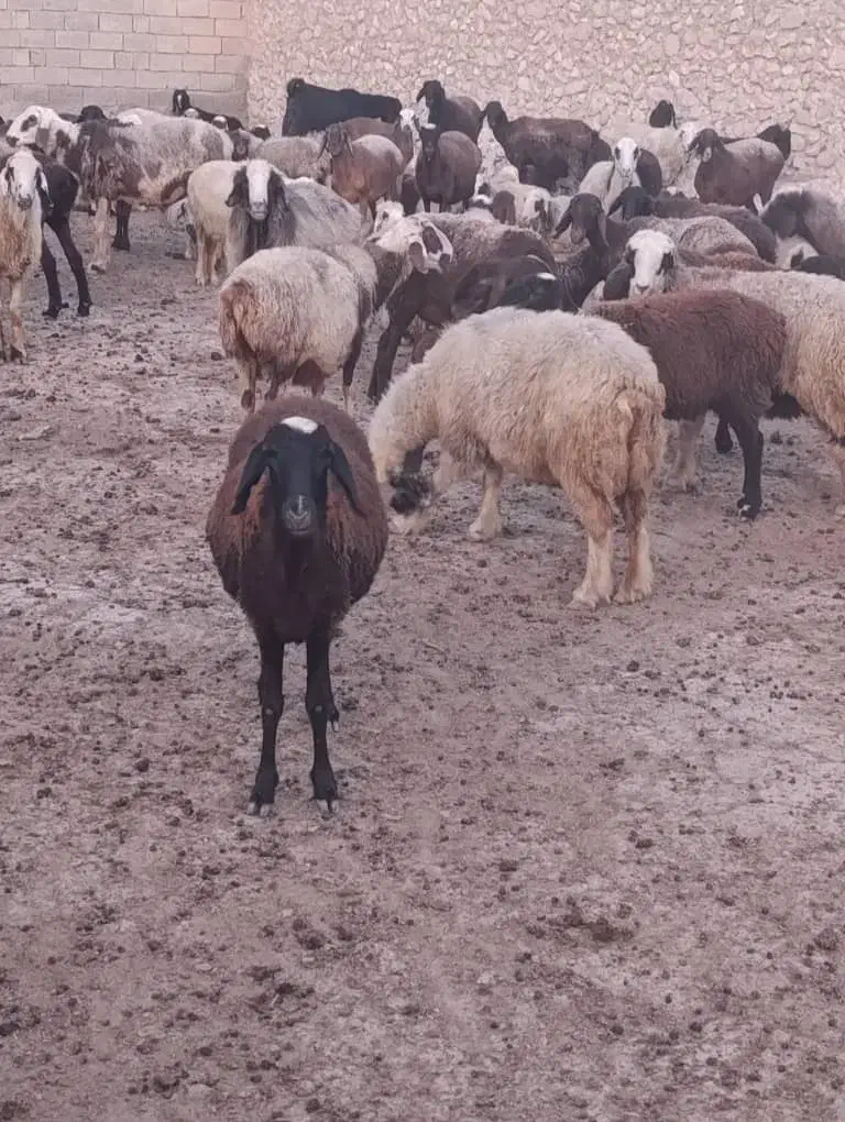 گوسفند داشتی|حیوانات مزرعه|فراشبند, |دیوار