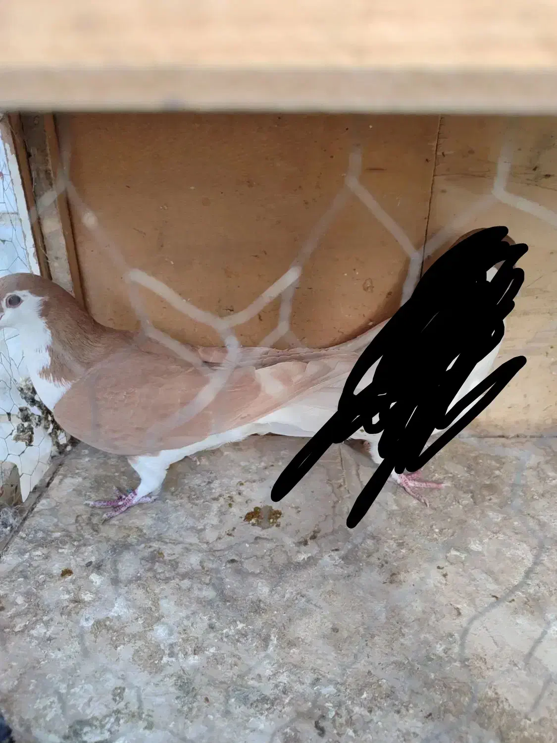 کبوتر نر|پرنده|تهران, مسعودیه|دیوار