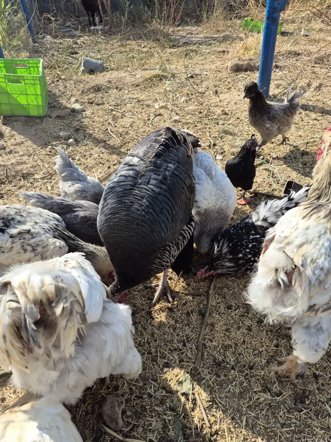 بوقلمون ماده|حیوانات مزرعه|تهران, نازی‌آباد|دیوار