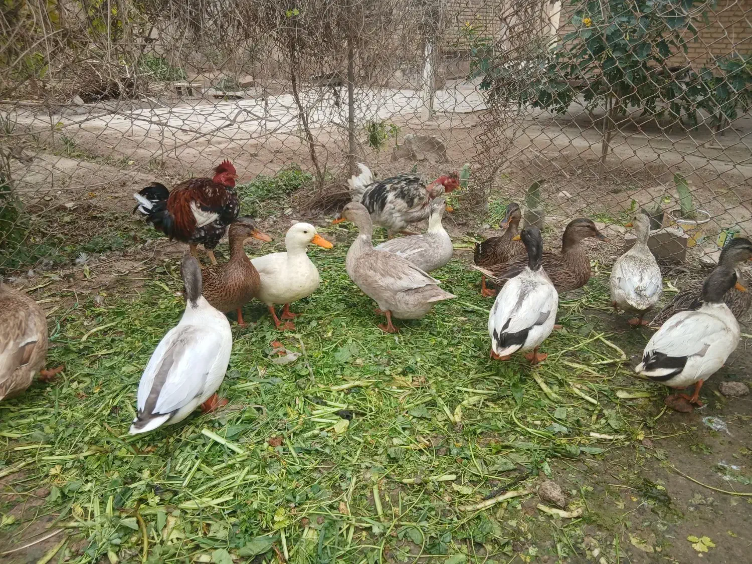 اردکهای پروازی|حیوانات مزرعه|اهواز, امانیه|دیوار