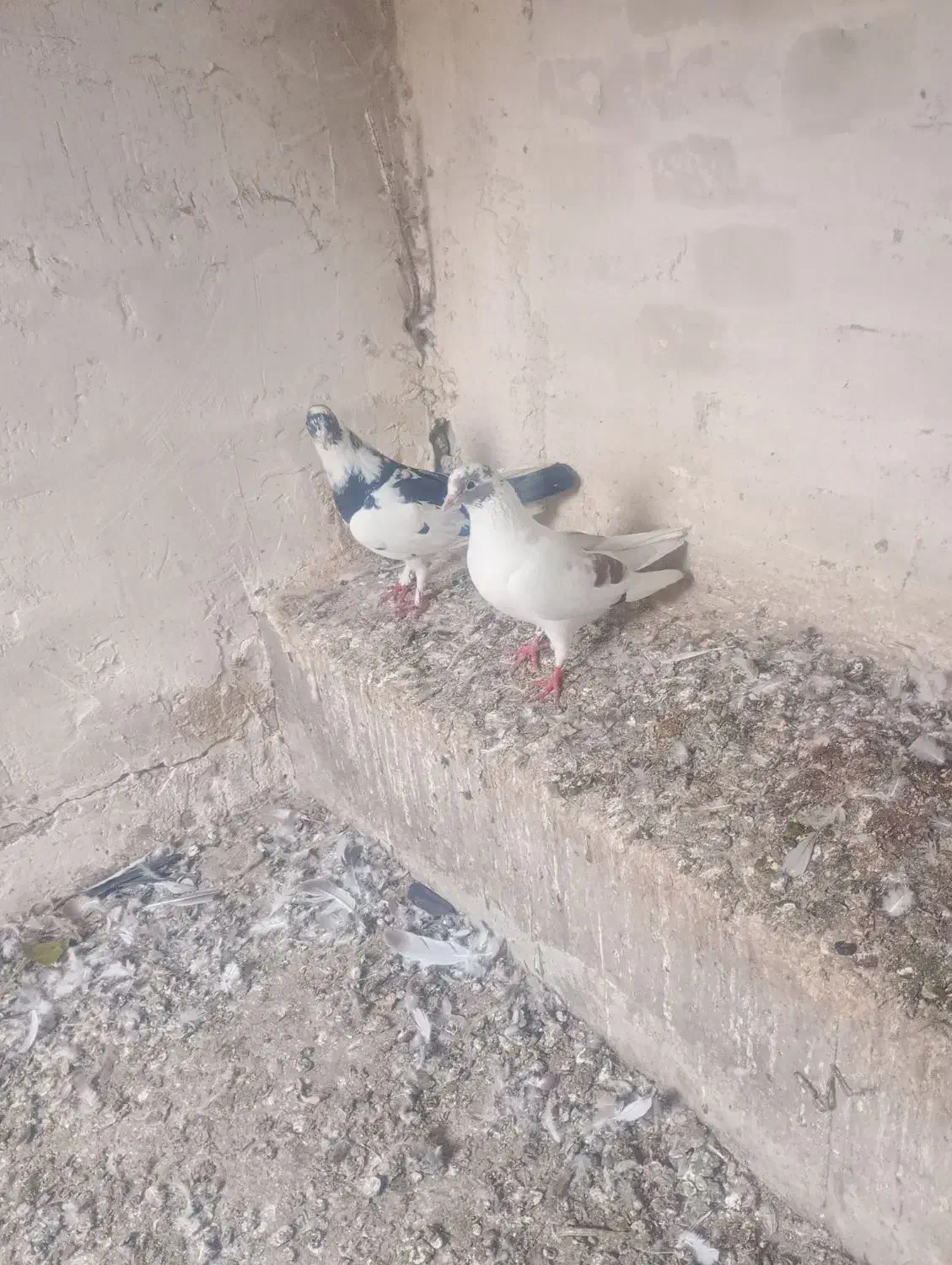 کبوتر آذربایجان|پرنده|پارس‌آباد, |دیوار