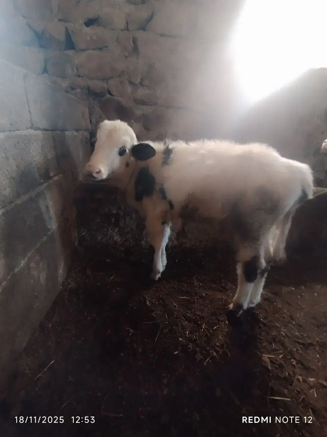 دوتا گوساله دورگه یکی نر یکی ماده چهار ماهه|حیوانات مزرعه|هوراند, |دیوار