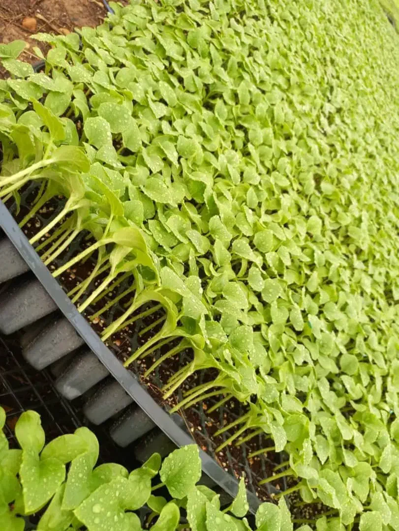 نشا بادمجان گوجه فلفل هندوانه جانا|خدمات باغبانی و درختکاری|میناب, |دیوار