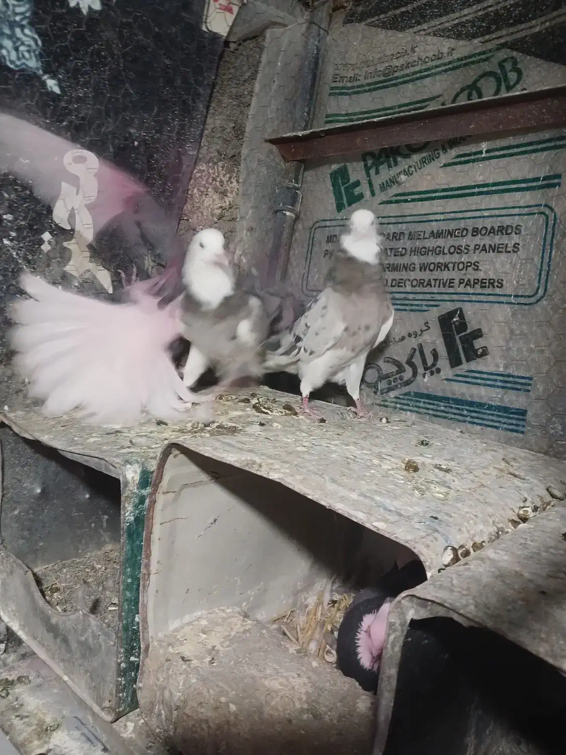 هماسرور(شازده)|پرنده|پیر بکران, |دیوار