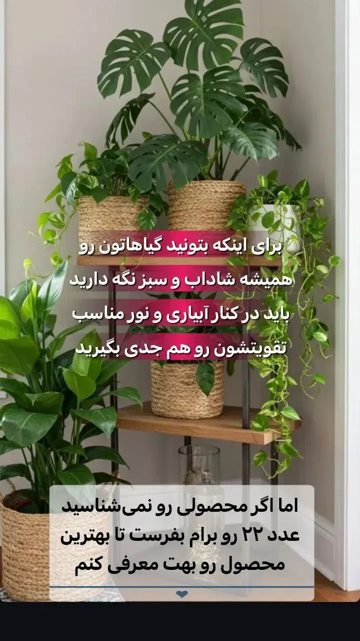 قرص کودگیاهی|گل و گیاه طبیعی|اردبیل, |دیوار