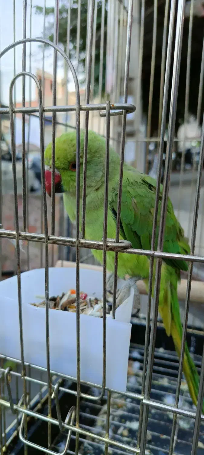 فروش ملنگو نر  اهلی اهلی  ۱۰ماهه.|پرنده|سردشت, |دیوار