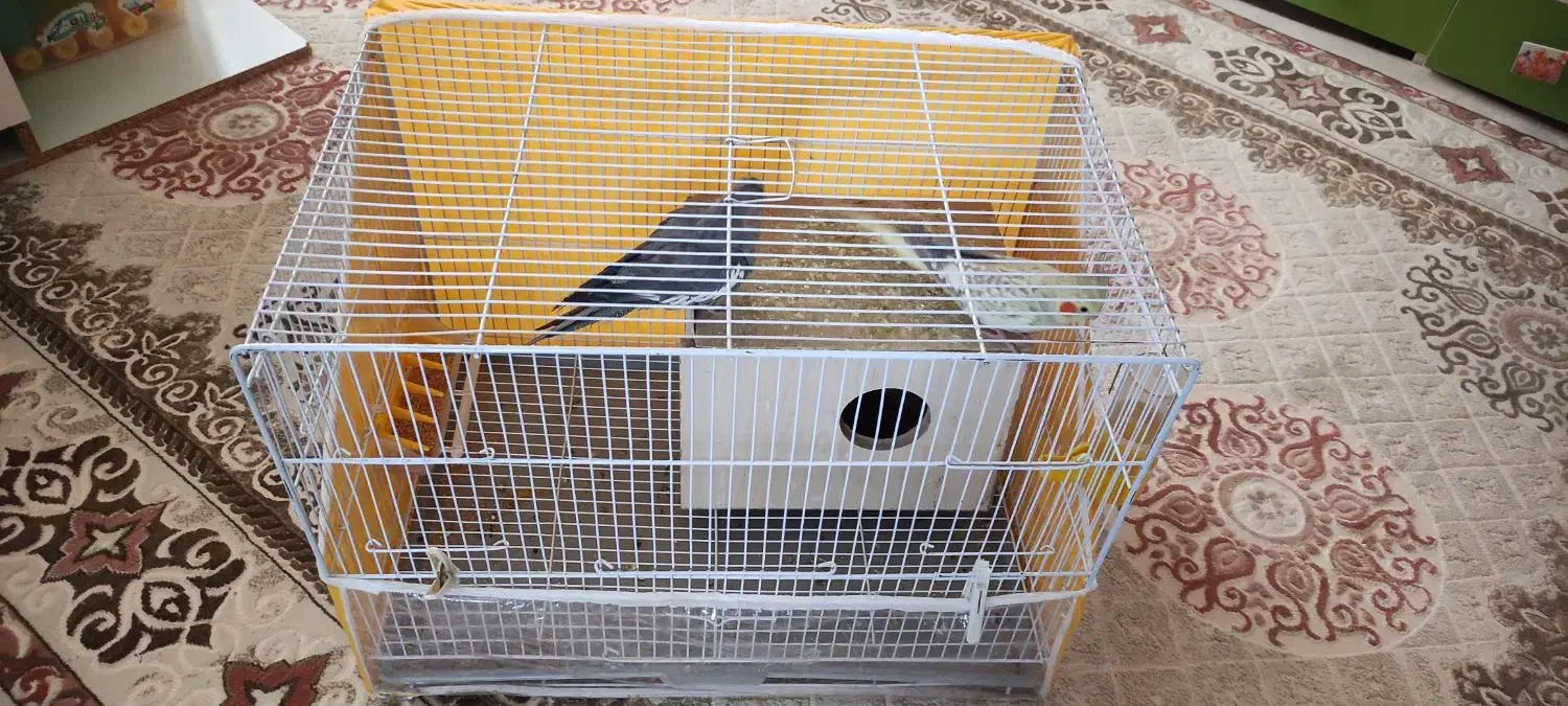 فروش عروس هلندی|پرنده|اسفراین, |دیوار