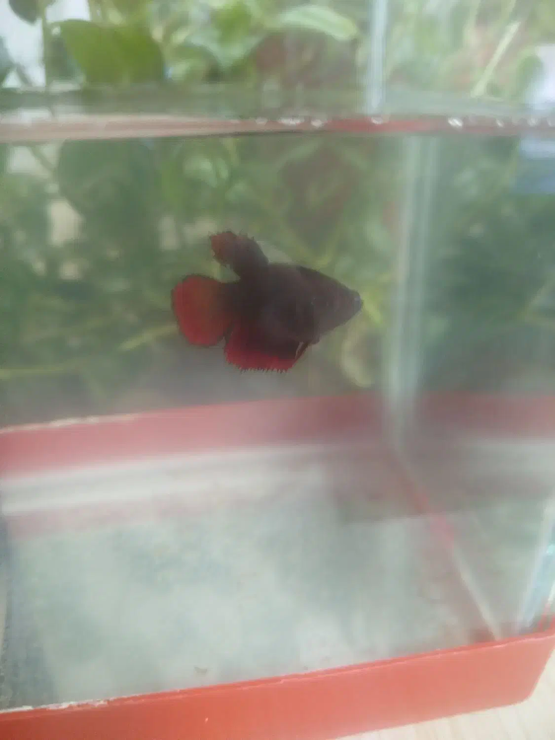 ماهی فایتر|ماهی|نظرآباد, مسکن مهر نظرآباد|دیوار