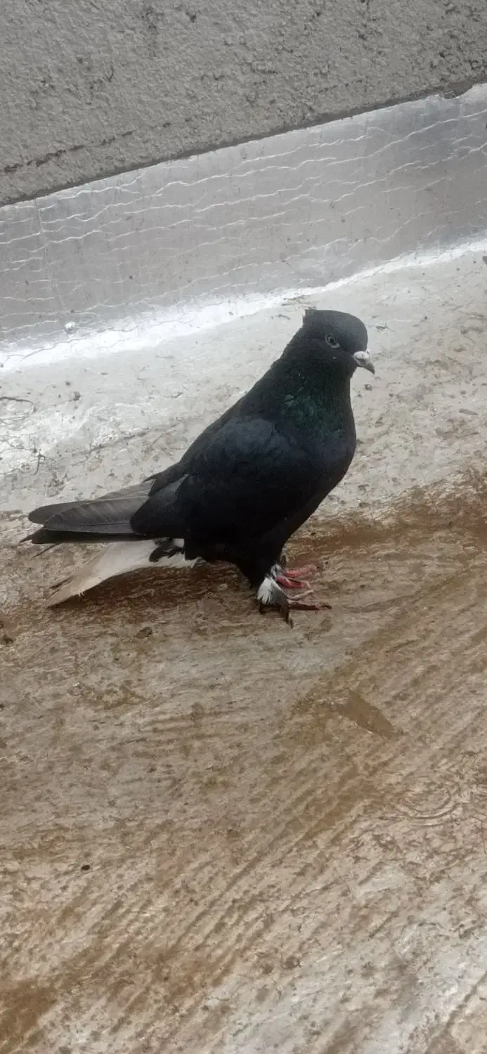 دو تا کلاغ سفید نرپرشی دونه ۵۰۰|حیوانات|سبزوار, قصبه غربی|دیوار