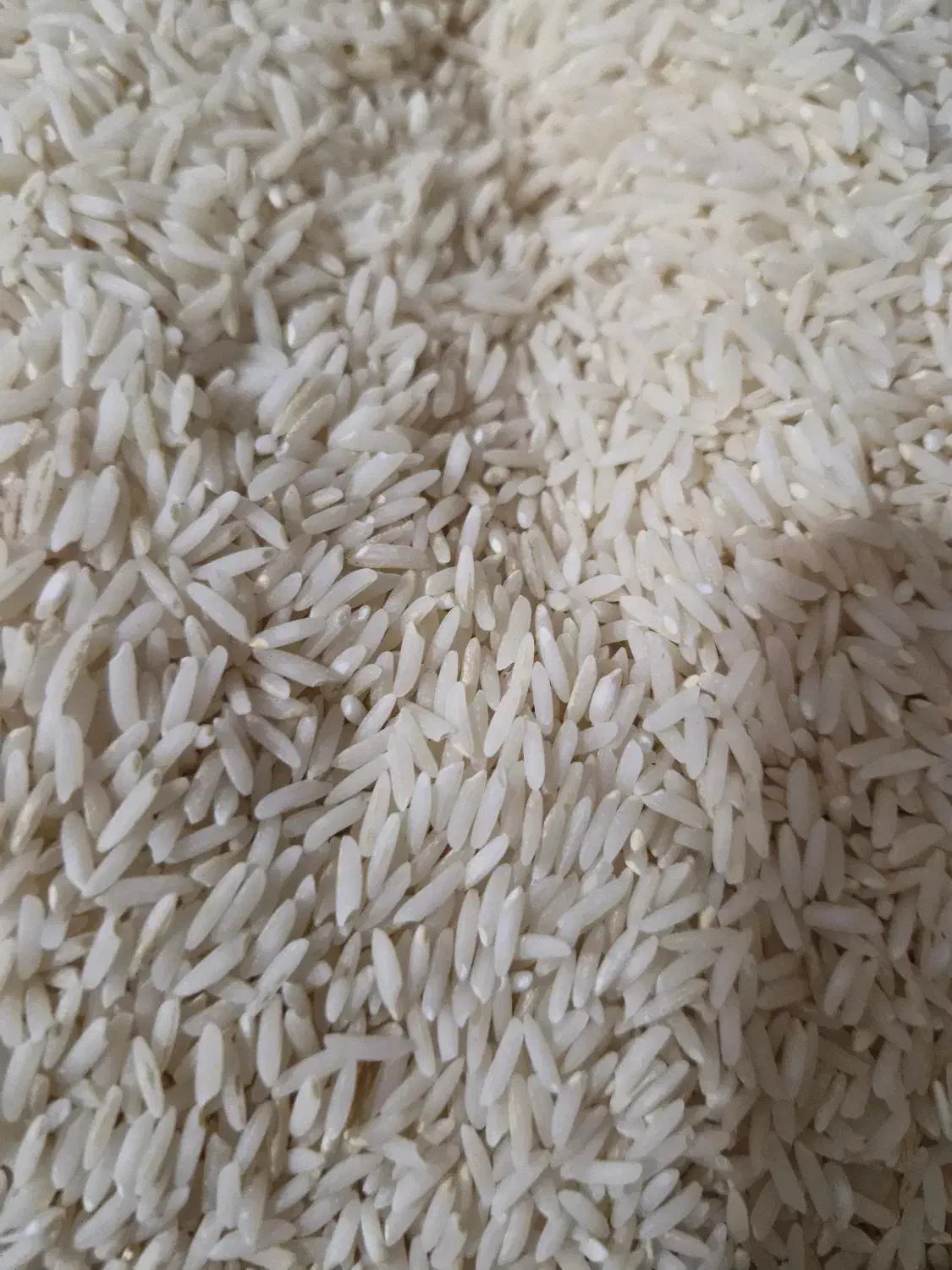 برنج هاشمی ممتاز|خوردنی و آشامیدنی|باغستان, |دیوار