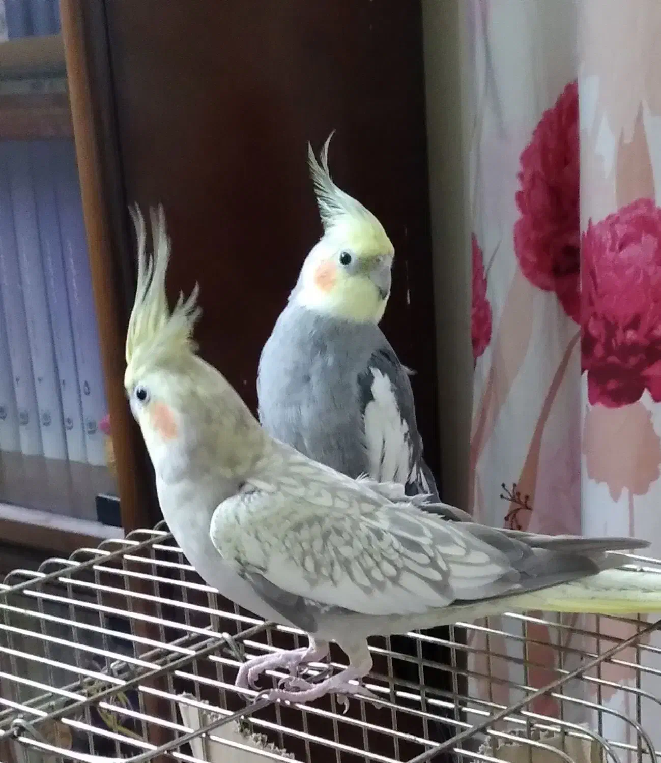 عروس هلندی نر وماده|پرنده|اهواز, آریاشهر|دیوار