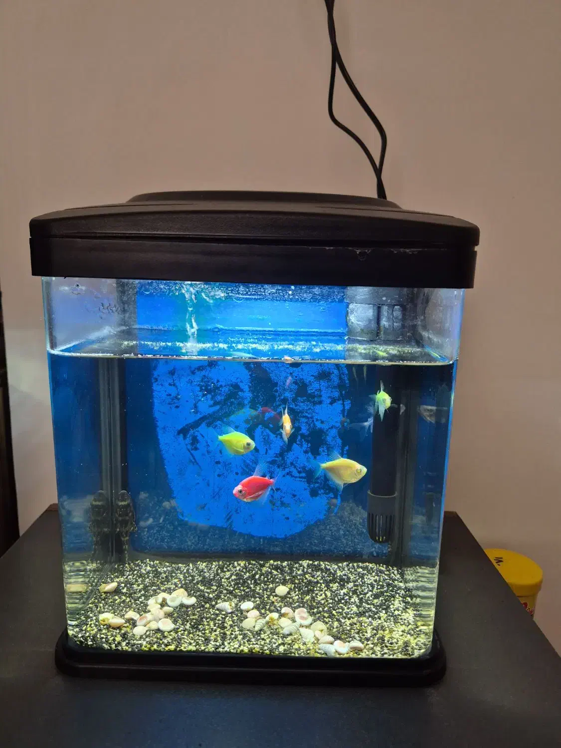 آکواریوم با ماهی|ماهی|ابهر, |دیوار