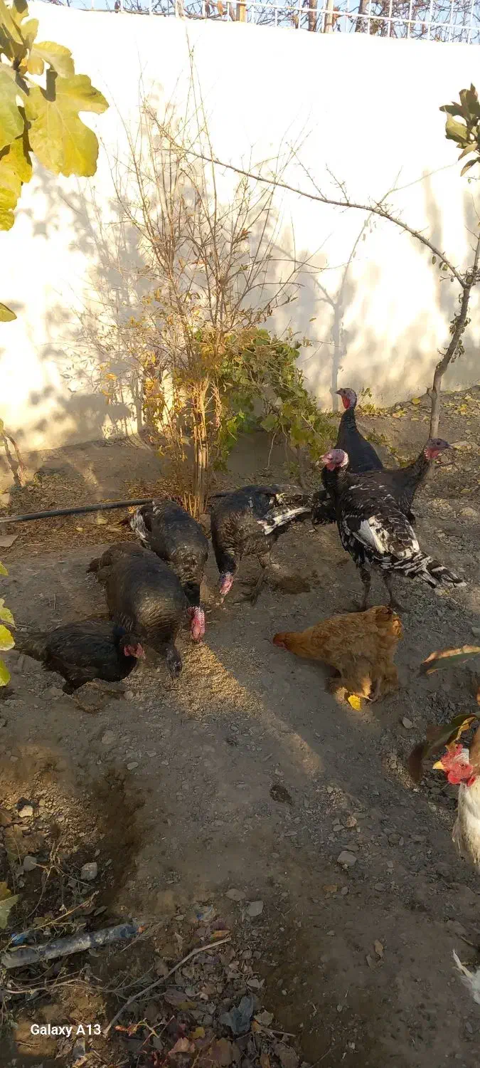 بوقلمون برنز|حیوانات مزرعه|مشهد, شهرک صنعتی توس|دیوار