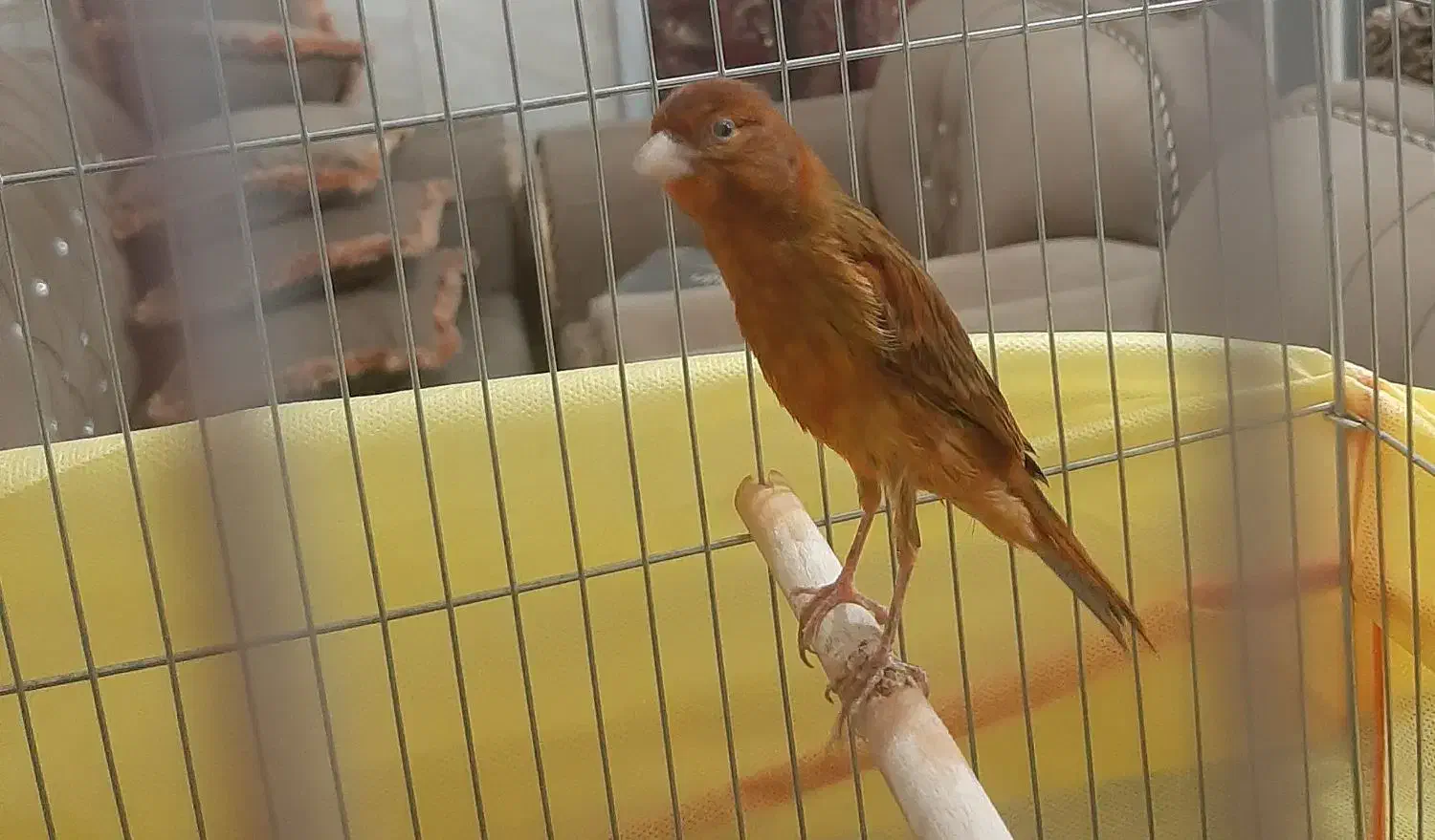 قناری سرخ نر، مست مادگیر|پرنده|شیراز, طلاب|دیوار