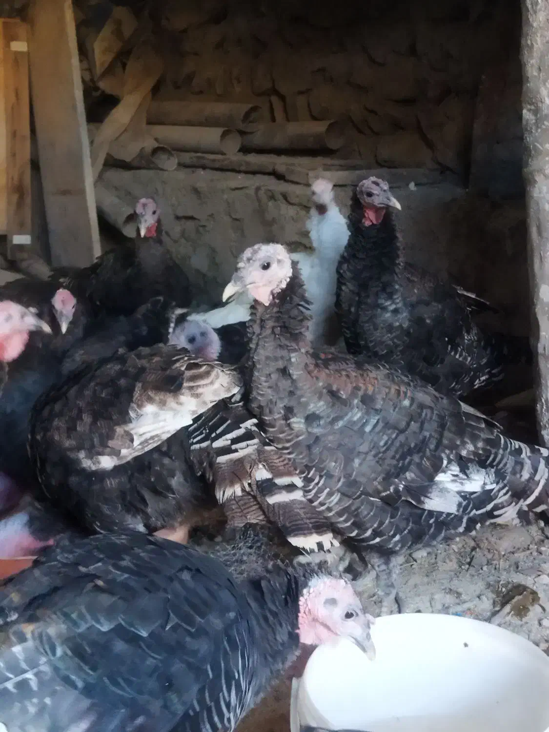 بوقلمون|حیوانات مزرعه|مشهد, ویلاشهر|دیوار